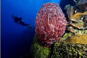 Caicos Wall