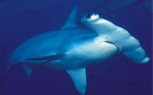 Cocos Hammerhead