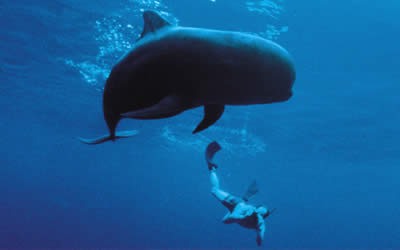 Kona dolphin and diver