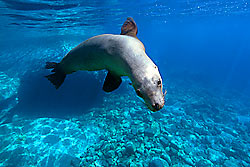 Sea Lion in Sea of Cortez