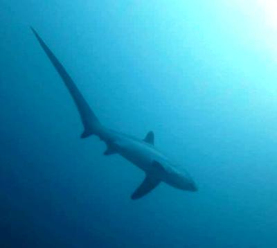 Malapascua Thresher Shark 2015 Christine Simon