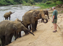 Pinnawela Elephant Orphanage, Sri Lanka