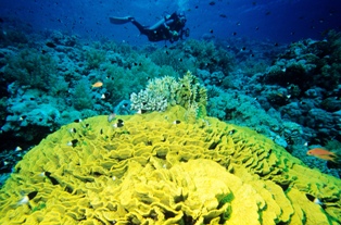 Red Sea Diver with Lettuce Coral
